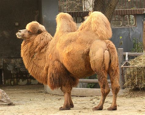 bactrian camel wikipedia