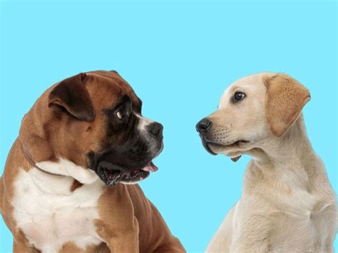 Labrador Boxer Mix - Your Complete Boxador Breed Guide - The Goody Pet