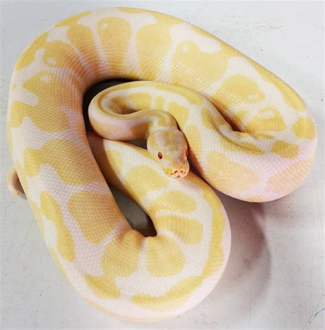 Albino Ball Python For Sale - Marteko