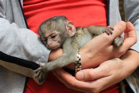 Monkey Pet: The Pros and Cons of Keeping a Monkey as a Pet | Azmonkeys