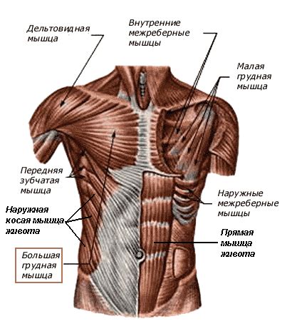 Мышцы груди