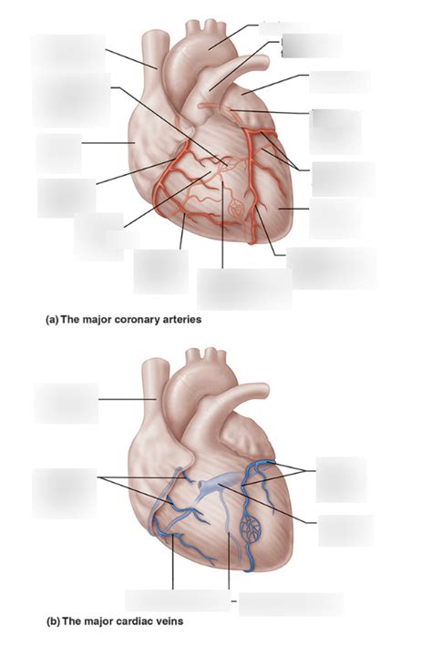 lab  coronary circulation diagram quizlet