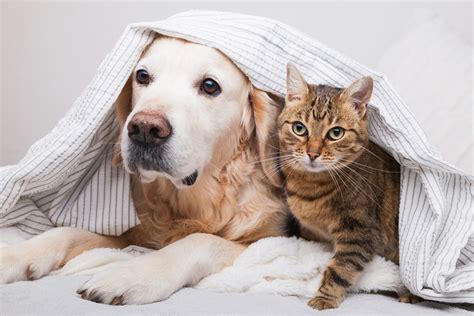 Owners argue whether dogs and cats should share the same diet 18