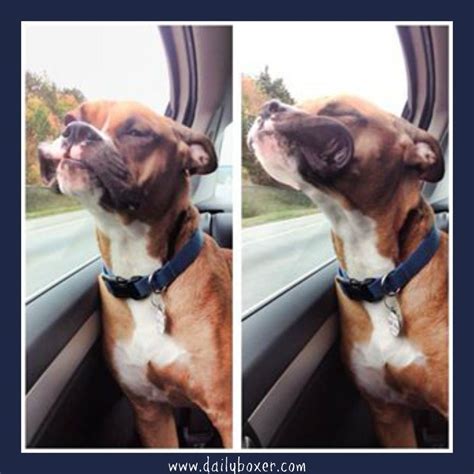 boxer car ride wwwdailyboxercom boxer dogs dog blog boxer dog