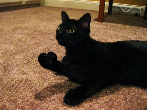 I got two black cats a few months ago. First time with black cats, but