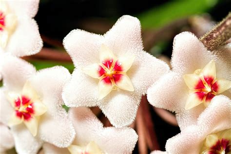 Bouturer un Hoya : Tous nos conseils