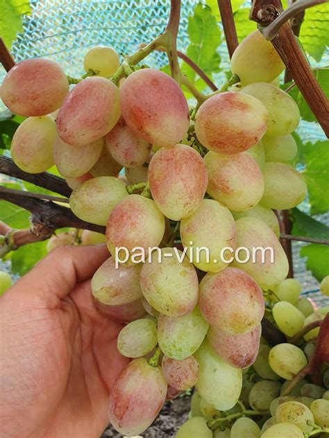 Купидон — pan-vin.com
