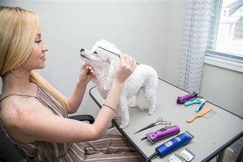 Top 10 DIY Dog Grooming Spots You Can Try at Home! - Hunter Games Magazine