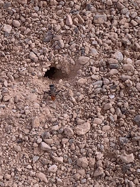 Black flying bug with red butt in Las Vegas NV : r/whatbugisthis