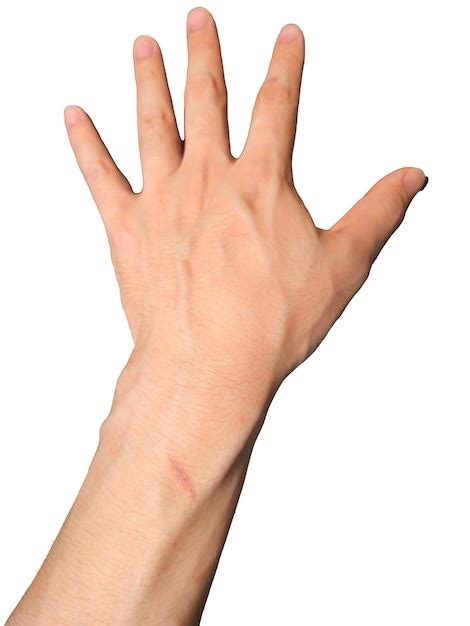 premium photo  hand