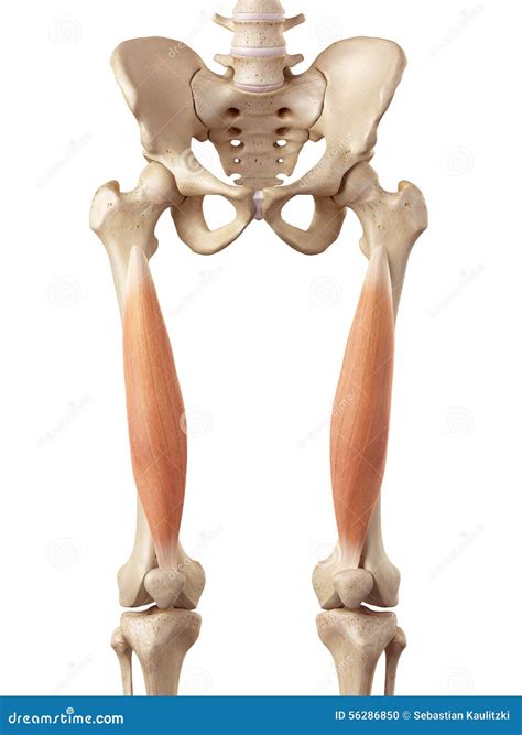 The Vastus Intermedius Royalty-Free Cartoon | CartoonDealer.com #39791798