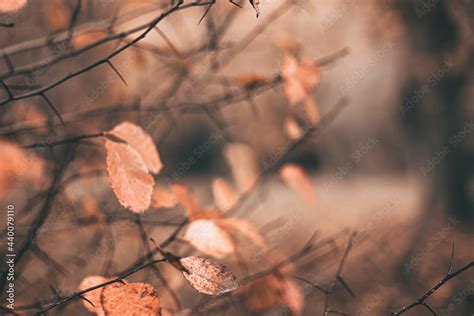 Beautiful autumn scene with orange leaves and blurred brown branches ...