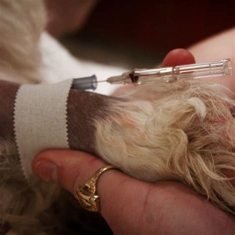 Medical Services — Shawnee Animal Clinic