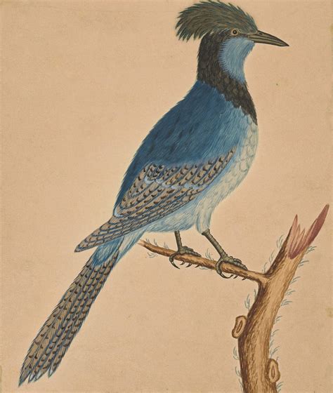 edwards pl  blue jay  oppenheimer editions lenhardt