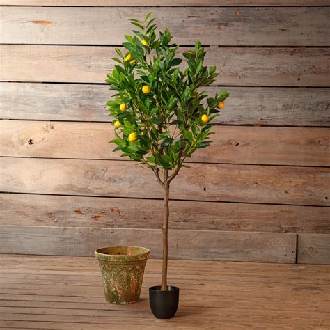 Potted Meyer Lemon Tree | Little Red Nursery, LLC