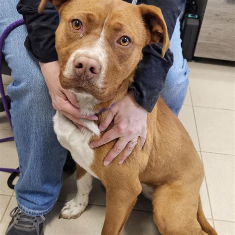 las cruces animal shelter 5