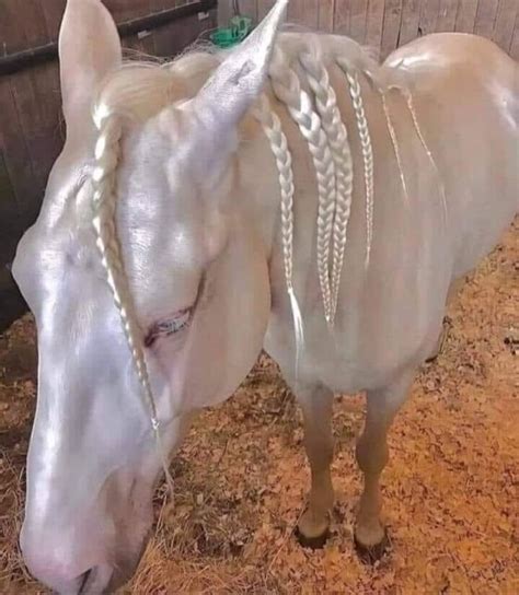 This Glittering Golden Horse Called Akhal-Teke is Probably the Most ...