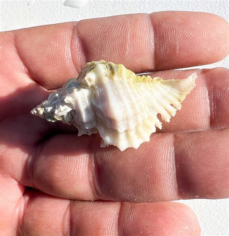 Rare Live Saltwater Snails for Sale.