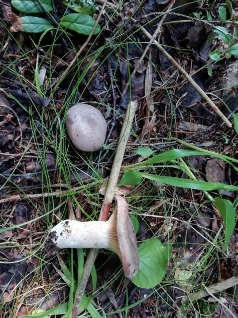 Серушка (Lactarius flexuosus) фото и описание