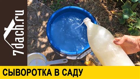 🏡 Применение сыворотки в саду: удобрение и защита - 7 дач - YouTube