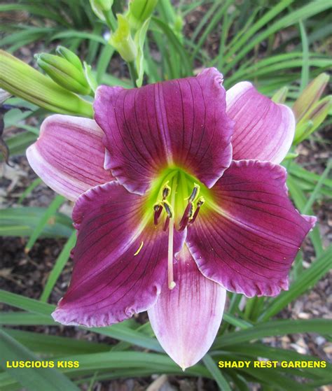 Shady Rest Gardens - LUSCIOUS KISS