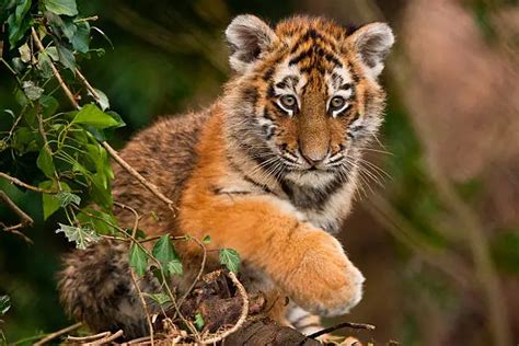 Baby Tiger Pictures | Download Free Images on Unsplash