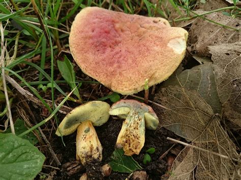 Hortiboletus | Natural Atlas