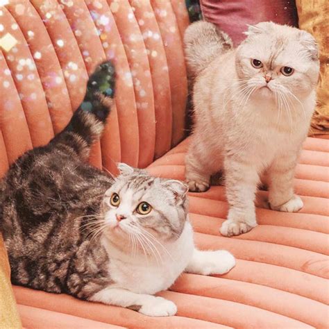 All About Taylor Swifts Cats, Meredith Grey, Olivia Benson and
