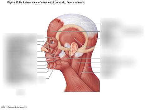 human muscles  facial expression diagram quizlet