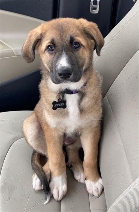 The Decaturian | Pet Spotlight: Eevee
