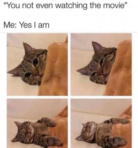 29 Cat Owners Revealed The Most Ridiculous Cat Memes That Are Just Too ...