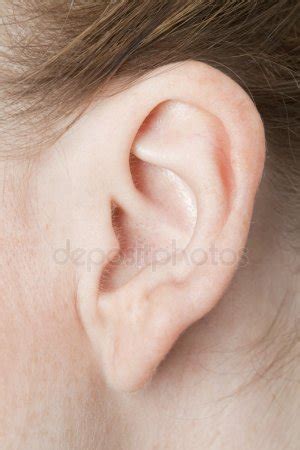 left ear stock  royalty  left ear images depositphotos