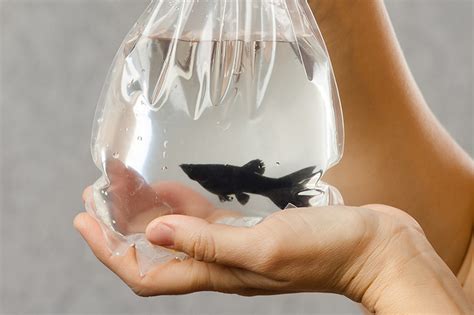 Как запускать рыбок в аквариум? | Хвост Ньюс