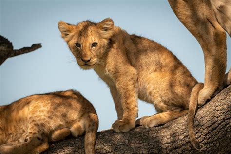 Premium Photo | Lion cub sits with pride on branch