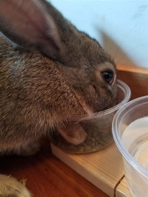 for some reason she always sticks her paws in the bowl when she eats or