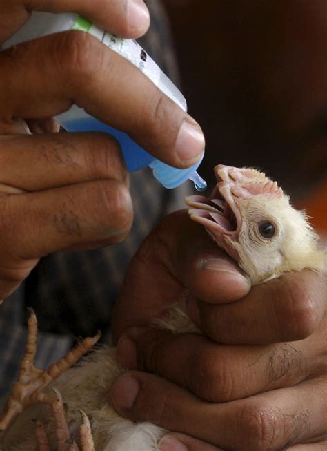 'Leaky' Vaccines May Create Stronger Viruses - Newsweek