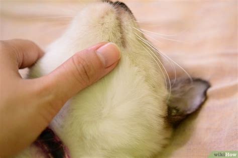 Как проверить кошку на наличие блох