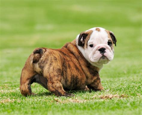Baby Bulldog Wallpapers - Wallpaper Cave