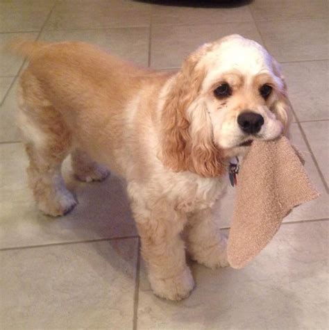 Beautiful Cocker Spaniel #cockerspaniel #adoptdontshop | Spaniel breeds ...