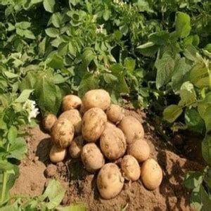 Картофель Метеор: описание сорта, фото, отзывы о вкусовых качествах ...