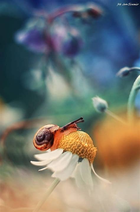 ПРИРОДАТА В СНИМКИТЕ НА ЯН СИВИМИР - MacroPic