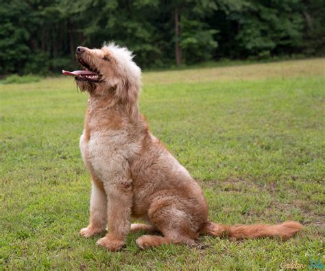 Poppy - GoldenFido Goldendoodles