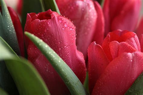 Vibrant Tulip HD Wallpaper: A Splash of Nature