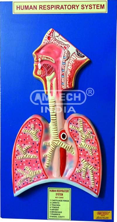 REspiratory System Model Manufacturers Ambala,DEmonstration Models
