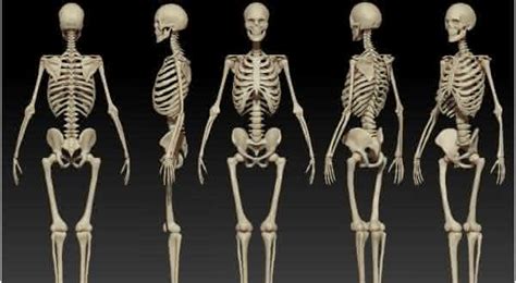 Maior Osso Corpo Humano - Top 10 maiores ossos do corpo humano