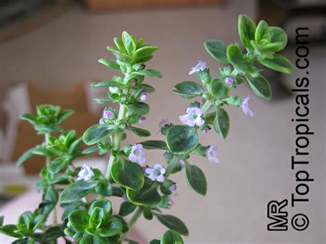 Thymus citriodorus, Lemon Thyme