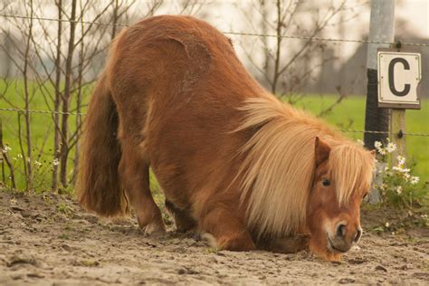 Shetlander stock20145 by TigressStocks on DeviantArt