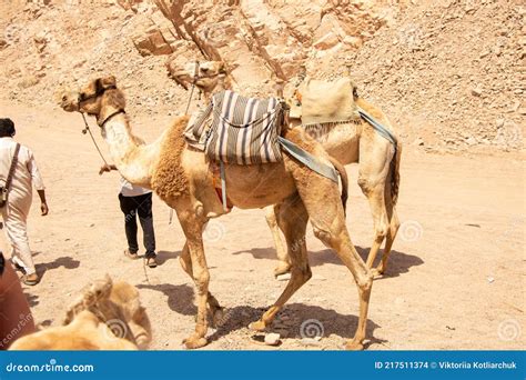 Camel Riding in Africa in Egypt in the Desert, Camels Stock Photo ...