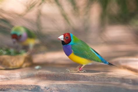 Gouldian Finch - California Academy of Sciences