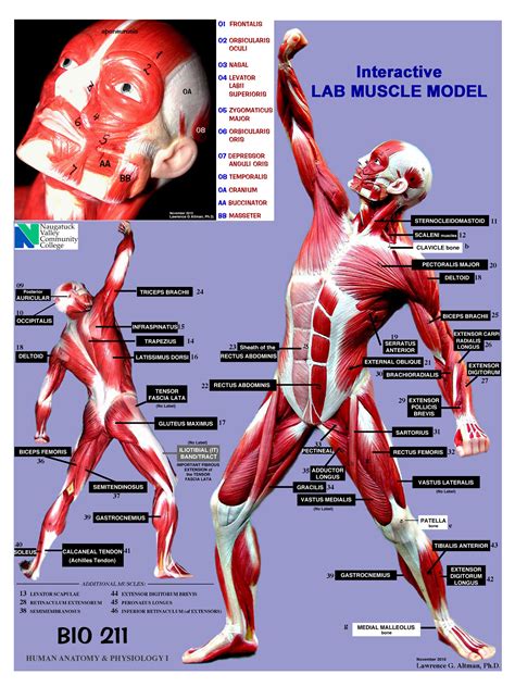 Black And White Muscular System Diagram Label Muscles